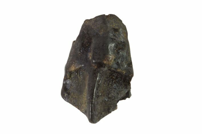 Triceratops Shed Tooth - Montana #93080